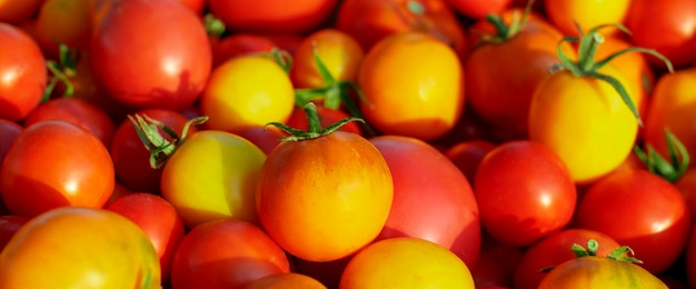 Sfondo naturale pomodoro fattoria colore rosso e giallo Banner