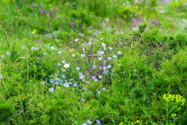 Sfondo naturale prato alpino primaverile con fiori blu di lino perenne