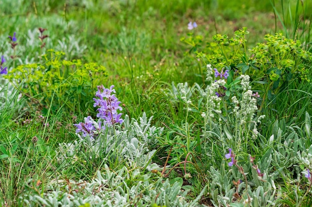 Sfondo naturale prato primaverile forbs