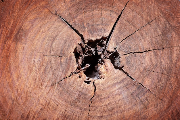 Sfondo naturale. Un taglio di un tronco di mogano