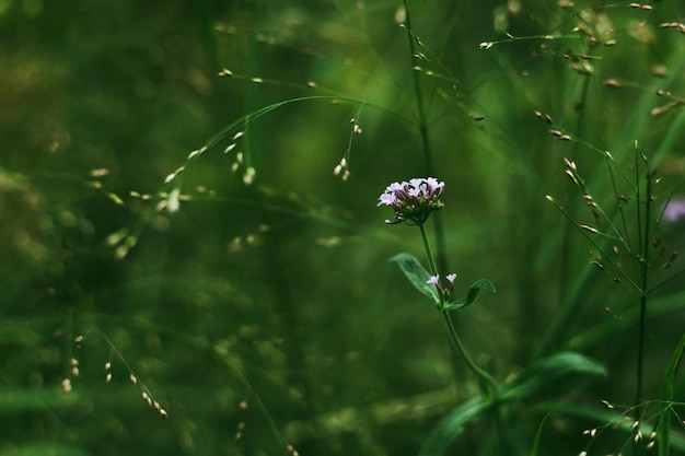 sfondo naturale