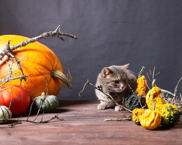 sfondo nero con zucche di Halloween