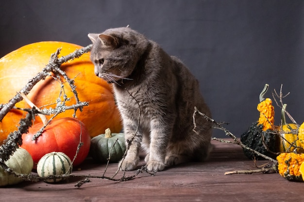 sfondo nero con zucche di Halloween