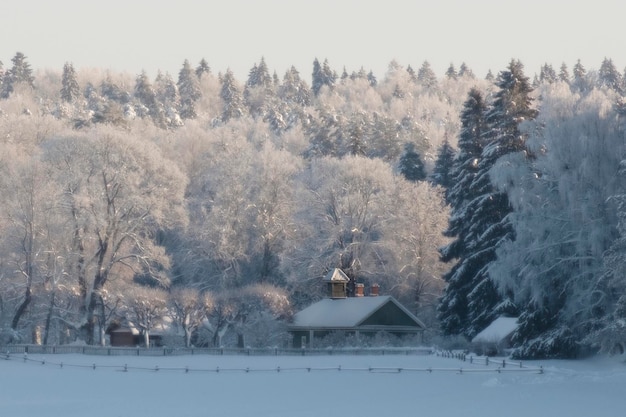 Sfondo nevoso nevicata bufera di neve stagione invernale alberi forestali nelle montagne di Pushkin