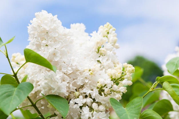 Sfondo orizzontale luminoso primaverile con fiori bianchi lilla in fiore e foglie verdi fresche e rami con cielo blu