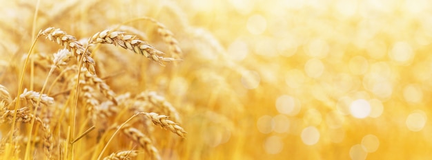 Sfondo oro con spighe di grano e spazio libero per il testo. Panorama