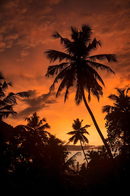 Sfondo paesaggio naturale tropicale con palme da cocco sul fantastico tramonto incredibile cielo arancione con nuvole per il concetto di vacanze estive e viaggi d'affari