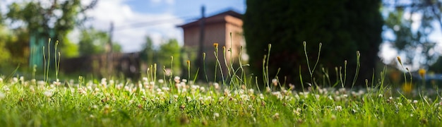 Sfondo panorama di fiori nel cortile Bellissimo paesaggio naturale di campagna con forte sfondo sfocato e copyspace