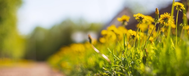 Sfondo panoramico di un primo piano di fiori di campo Bellissimo paesaggio naturale di campagna Messa a fuoco selettiva sul primo piano con uno sfondo sfocato forte e copyspace