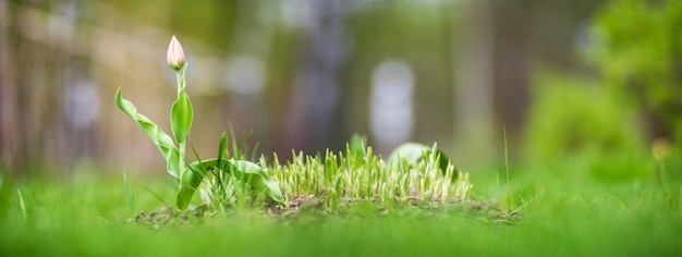 Sfondo panoramico naturale forte e sfocato di giovani germogli di fiori in campagna che sono appena germogliati nel terreno Scenario pastorale Messa a fuoco selettiva in primo piano con copyspace