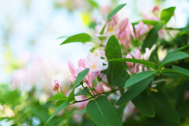 Sfondo per il design. Estate di primavera. Verde fresco e luminoso. Fiori rosa sbocciati.