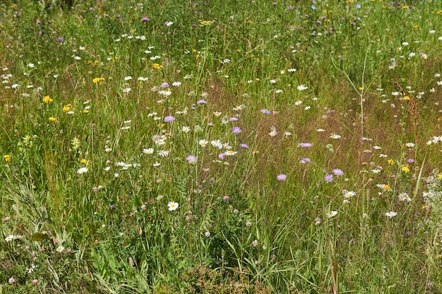 Sfondo - prato selvatico in fiore di luglio di latitudini temperate