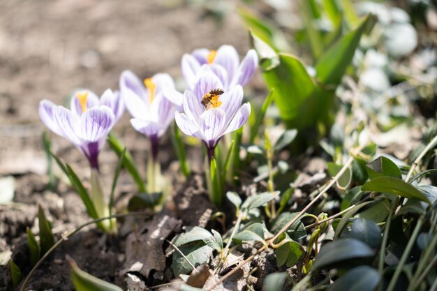 Sfondo primaverile con bellissimi fiori di croco in fiore ape che sorvolano i fiori