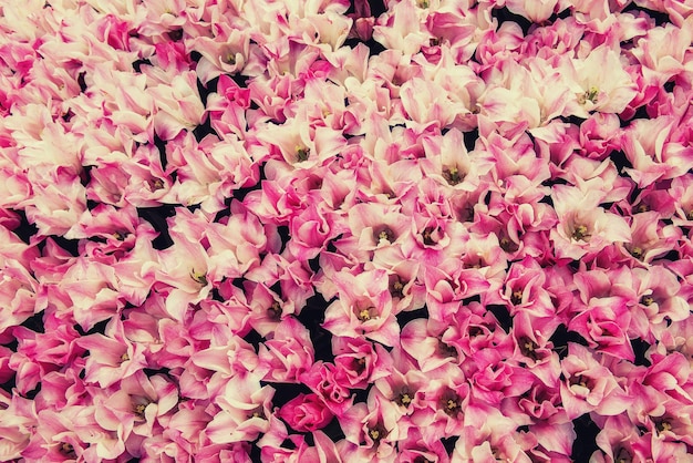 Sfondo primaverile con doppio tulipano rosa fiori floreale naturale stagionale sfondo pasquale con spazio di copia