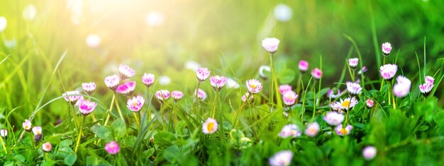 Sfondo primaverile con erba verde e fiori selvatici bianchi e rosa in tempo soleggiato