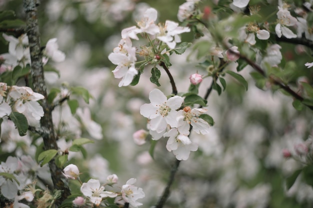 sfondo primaverile con fiori bianchi e foglie di mela Sfocatura dello sfondo del fiore di primavera