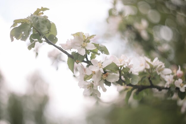 sfondo primaverile con fiori bianchi e foglie di mela Sfocatura dello sfondo del fiore di primavera