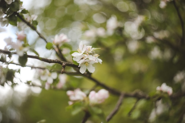 sfondo primaverile con fiori bianchi e foglie di mela Sfocatura dello sfondo del fiore di primavera