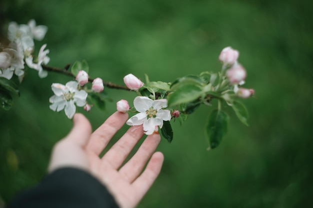 sfondo primaverile con fiori bianchi e foglie di mela Sfocatura dello sfondo del fiore di primavera