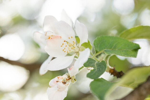 Sfondo primaverile con fiori bianchi e raggi di sole Sfondo primaverile luminoso meleto