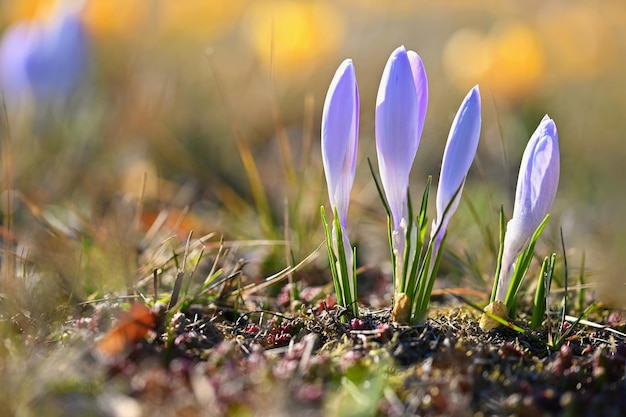 Sfondo primaverile con fiori Zafferano croco fiorito splendidamente colorato in una giornata di sole Fotografia naturalistica in primavera