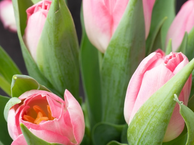 Sfondo primaverile con tulipani rosa Concetto di congratulazioni