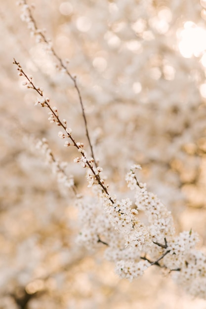 Sfondo primaverile di un albero in fiore al sole