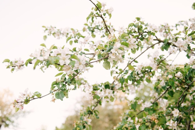 Sfondo primaverile di un albero in fiore al sole