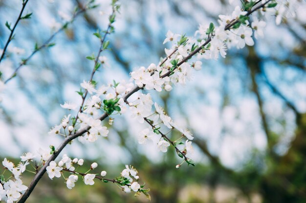 sfondo primaverile fiori di ciliegio in una giornata di sole