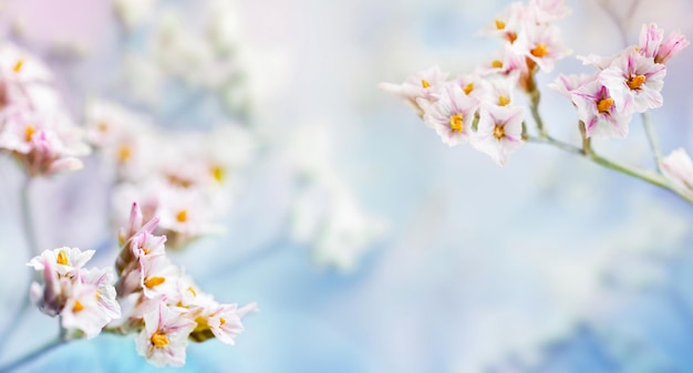 Sfondo primaverile in tonalità bluepink con bellissimi fiori che sbocciano