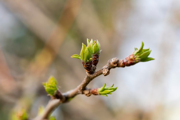 Sfondo Prspring ramoscelli primaverili sottili con giovani germogli di alberi freschi