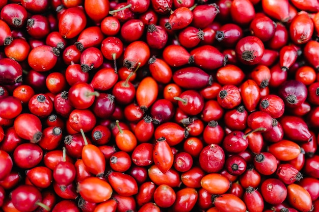 Sfondo rosa canina rossa appena raccolta, bacche fresche dalla rosa canina.