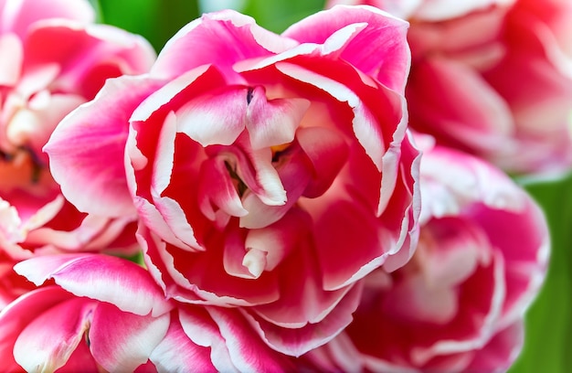 sfondo rosa di tulipani Columbus in fiore