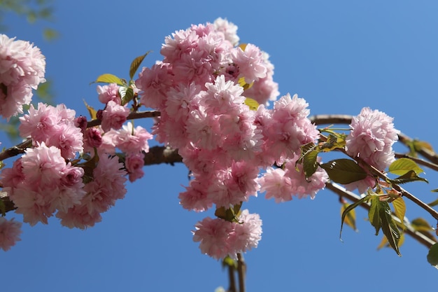 sfondo rosa fiore sakura giapponese