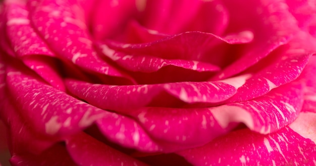 Sfondo rosa floreale morbido. Struttura del fiore di sfocatura macro.