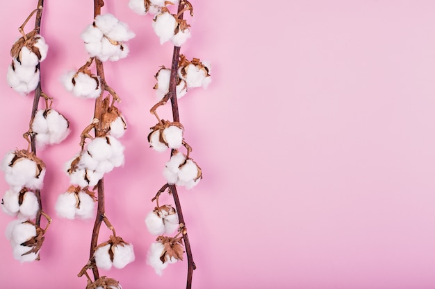 sfondo rosa luce femminile con ramo di fiori di cotone