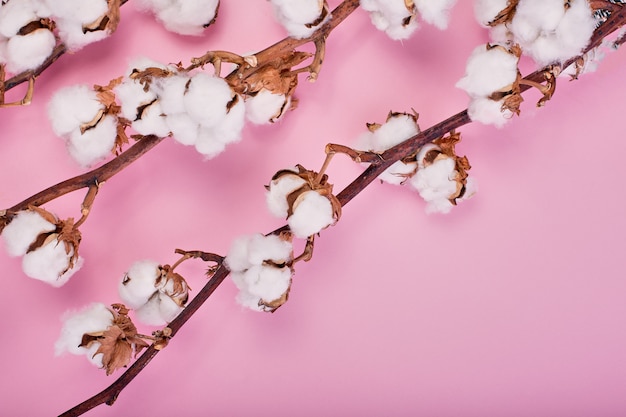 sfondo rosa luce femminile con ramo di fiori di cotone