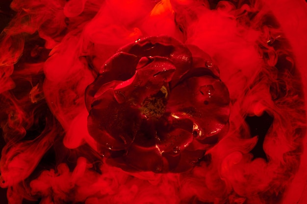 Sfondo rosso astratto con fiori e colori contrastanti in acqua Sfondo per prodotti cosmetici profumati