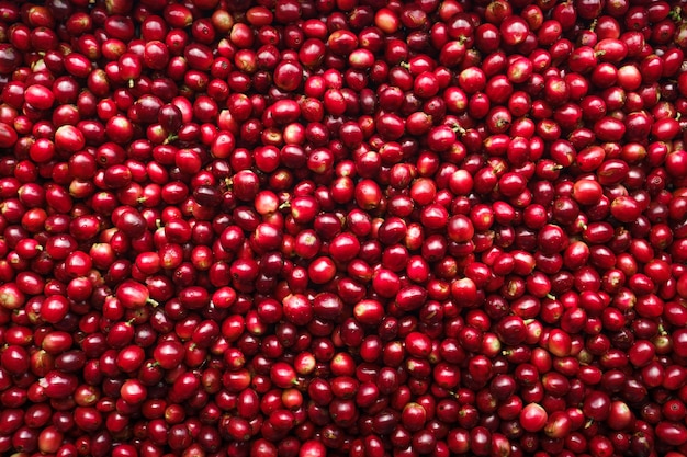 Sfondo rosso ciliegia fresca chicchi di caffè