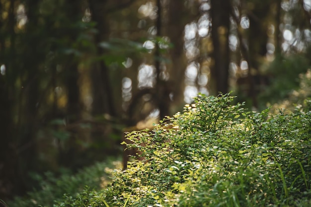 Sfondo scuro della foresta lunatica con alberi verdi e piante naturali all'aperto immagine vintage