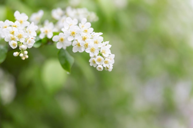 Sfondo sfocato astratto di primavera con un ramo di albero in fiore in primo piano. Concetto di primavera.