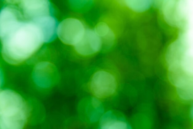 Sfondo sfocato, astratto e sfocato. Bokeh verde