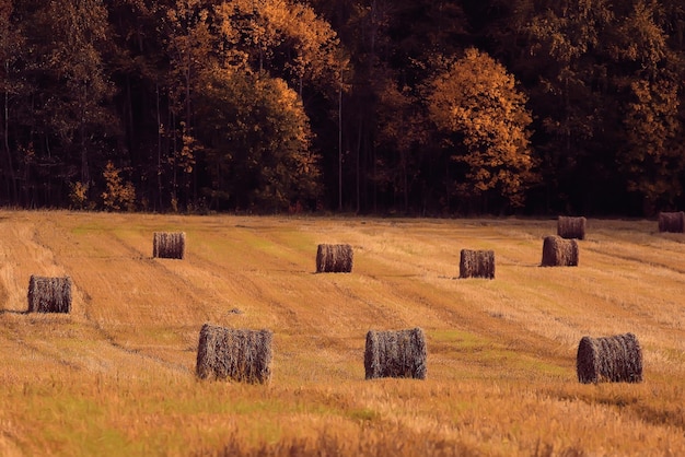 sfondo sfocato autunno campo pagliai