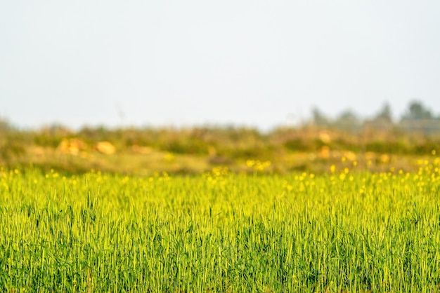 Sfondo sfocato con tonalità verde e gialla