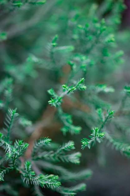 Sfondo sfocato defocused con foglie