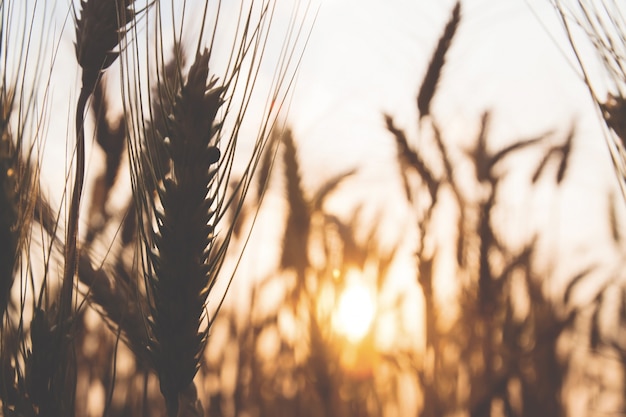 Sfondo sfocato del tramonto con campo di riso di grano, primavera e estate