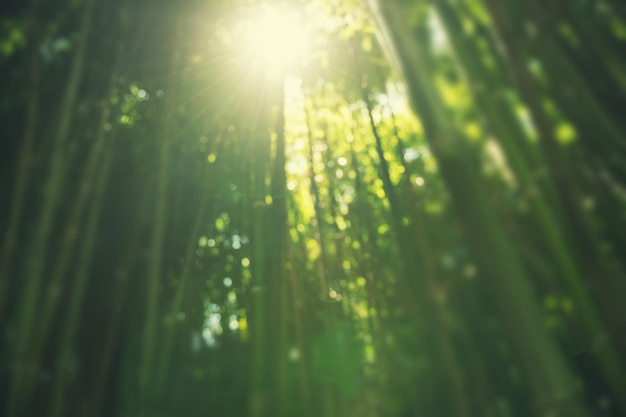 Sfondo sfocato della natura con foresta di bambù verde alla luce del sole del mattino.