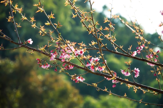 Sfondo sfocato di fiore rosa sakura