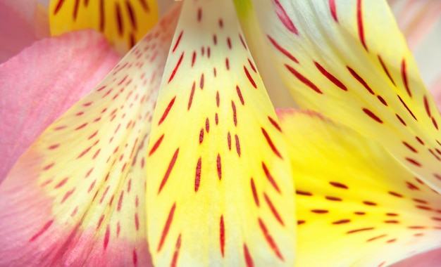 Sfondo sfocato di petali gialli di fiori di alstroemeria