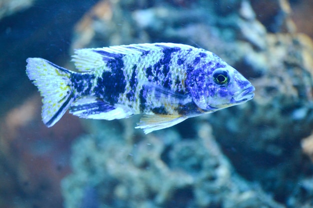 Sfondo sfocato pesce boccaglio bianco e blu